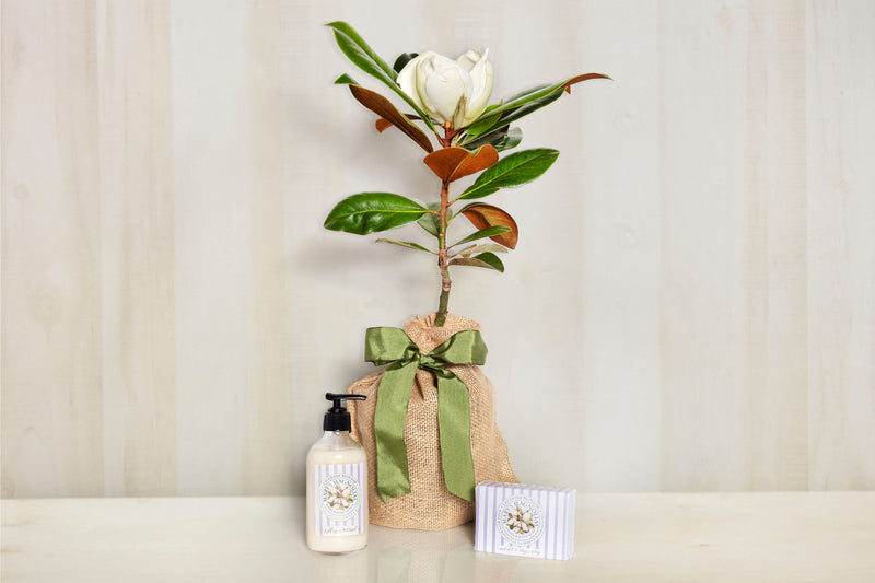 Magnolia Bundle