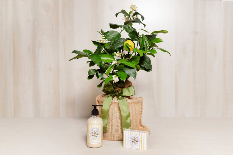 Lemon Tree Bundle