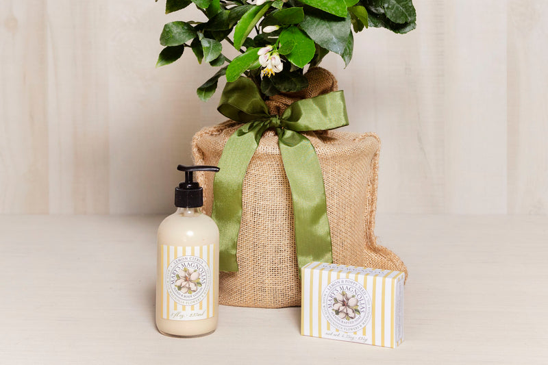 Lemon Tree Bundle